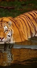 Ladda ner Animals, Water, Tigers bilden 320x240 till mobilen.