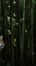 Ladda ner Animals, Tigers bilden 720x1280 till mobilen.