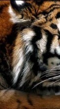 Ladda ner Animals, Tigers bilden 720x1280 till mobilen.