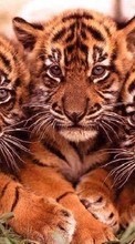 Ladda ner Tigers, Animals bilden 1024x768 till mobilen.
