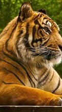 Ladda ner Animals, Tigers bilden 320x240 till mobilen.