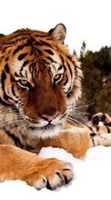 Tigers, Animals till Samsung Z1