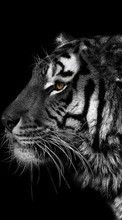 Tigers, Animals till BlackBerry Torch 9810