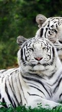 Ladda ner Animals, Tigers bilden 1080x1920 till mobilen.