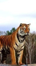 Ladda ner Animals, Tigers bilden 800x480 till mobilen.