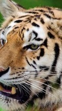 Tigers, Animals till LG Optimus 2X P990