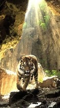 Ladda ner Tigers, Animals bilden till mobilen.