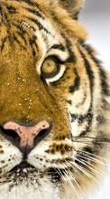 Ladda ner Animals, Tigers bilden 800x480 till mobilen.