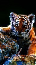 Ladda ner Tigers, Animals bilden till mobilen.