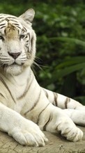 Tigers, Animals till Samsung Galaxy Beam