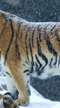 Tigers, Animals till HTC Desire 820