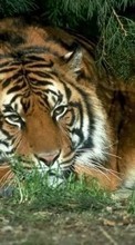Tigers,Animals till Samsung Galaxy S Duos