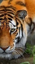 Tigers,Animals till Sony Ericsson K700