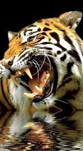 Ladda ner Animals, Tigers bilden till mobilen.