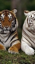 Ladda ner Animals, Tigers bilden till mobilen.