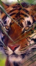 Tigers,Animals till Samsung Galaxy S20