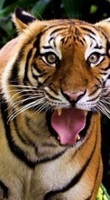 Ladda ner Tigers,Animals bilden till mobilen.