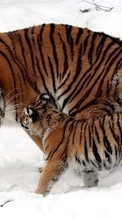 Tigers,Animals till OnePlus 8 Pro