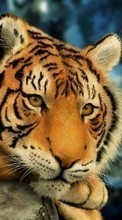 Tigers,Animals till Sony Ericsson txt pro