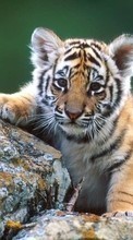 Tigers,Animals till Fly ERA Energy 1 IQ4502 