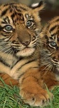 Tigers,Animals till Sony Xperia Tablet Z