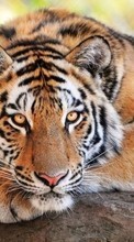 Tigers,Animals till Samsung Galaxy Fit