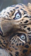 Tigers,Animals till HTC EVO 3D