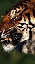 Ladda ner Tigers,Animals bilden till mobilen.