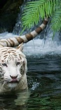 Tigers,Animals till Samsung Galaxy Core Prime