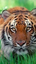 Ladda ner Animals, Tigers bilden 320x480 till mobilen.
