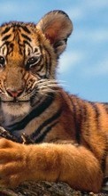 Ladda ner Animals, Tigers bilden 128x160 till mobilen.