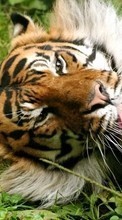 Ladda ner Animals, Tigers bilden 320x480 till mobilen.