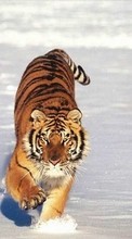 Ladda ner Tigers,Animals,Winter bilden till mobilen.