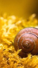 Snails,Animals till Huawei Ascend Y210D