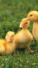 Ducks,Animals till Samsung Star 2 S5260 