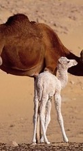 Ladda ner Camels,Animals bilden till mobilen.