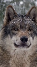 Ladda ner Wolfs, Animals bilden 1024x768 till mobilen.