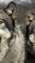 Ladda ner Animals, Wolfs bilden 1024x768 till mobilen.