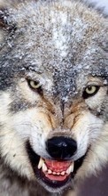 Ladda ner Animals, Wolfs bilden 1080x1920 till mobilen.