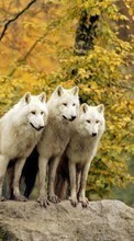 Wolfs, Animals till HTC Sensation XE