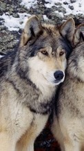 Ladda ner Animals, Wolfs bilden 1080x1920 till mobilen.