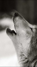 Wolfs, Animals till Samsung Galaxy Chat