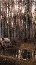 Wolfs, Animals till Samsung Galaxy Beam