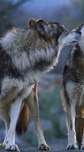 Wolfs,Animals till Apple iPhone XR