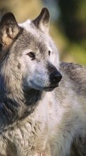 Animals, Wolfs till ZTE Blade 3