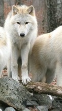 Wolfs,Animals till BlackBerry Torch 9860