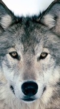 Ladda ner Animals, Wolfs bilden 240x320 till mobilen.