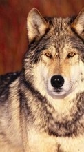 Wolfs,Animals till Samsung Galaxy Core Prime