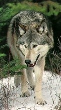 Wolfs,Animals till Motorola DROID X ME811