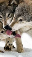 Wolfs,Animals till HTC Tattoo